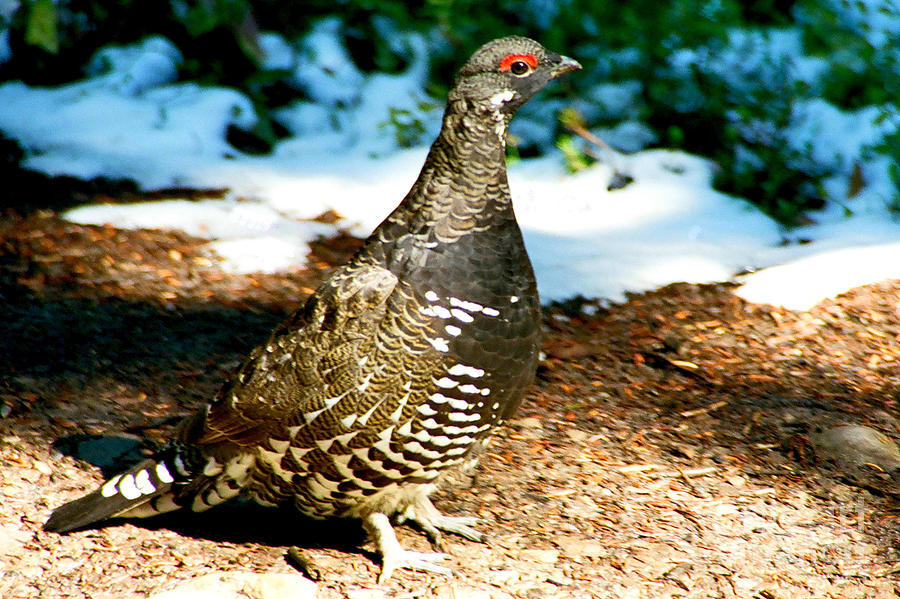 Rock Ptarmigan Photograph - Rock Ptarmigan by Frank Townsley Rock Ptarmigan Photograph - Rock Ptarmigan by Frank Townsley