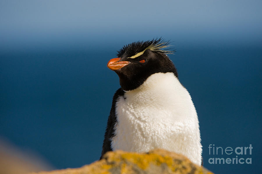 Rockhopper Penguin Photograph by John Shaw