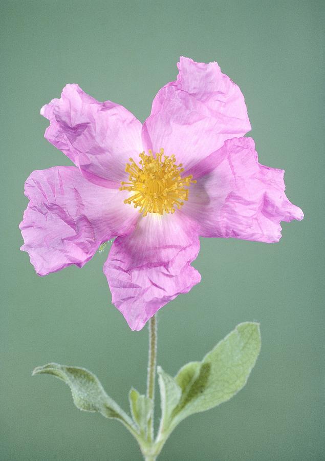 Rockrose Flower #2 Photograph by Perennou Nuridsany