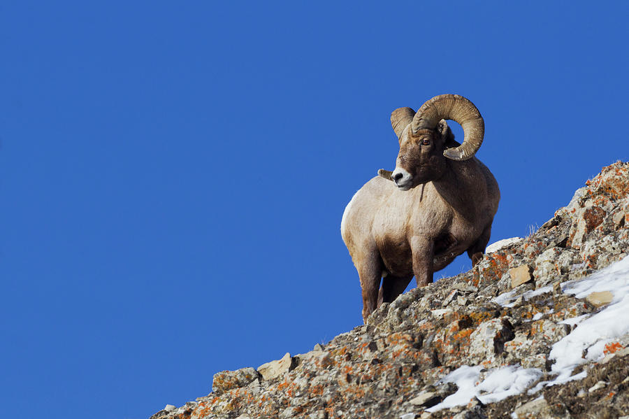 Rocky Mountain Bighorn Sheep Photograph by Ken Archer - Fine Art America