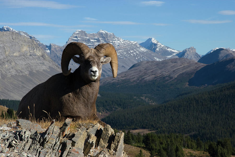 Rocky Mountain Bighorn Sheep Ram Photograph by Ken Archer Fine Art