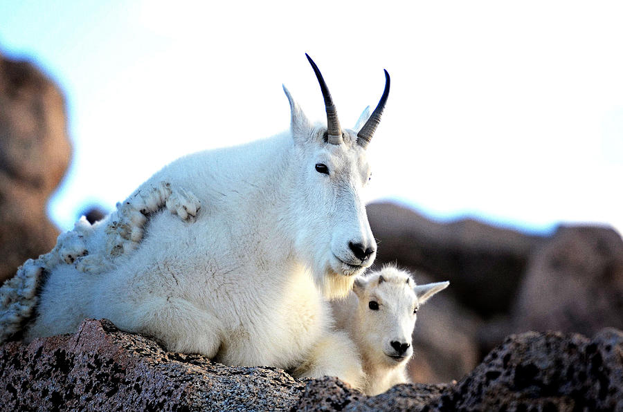Rocky Mountain Goats - Nanny and Kid Photograph by OLena Art