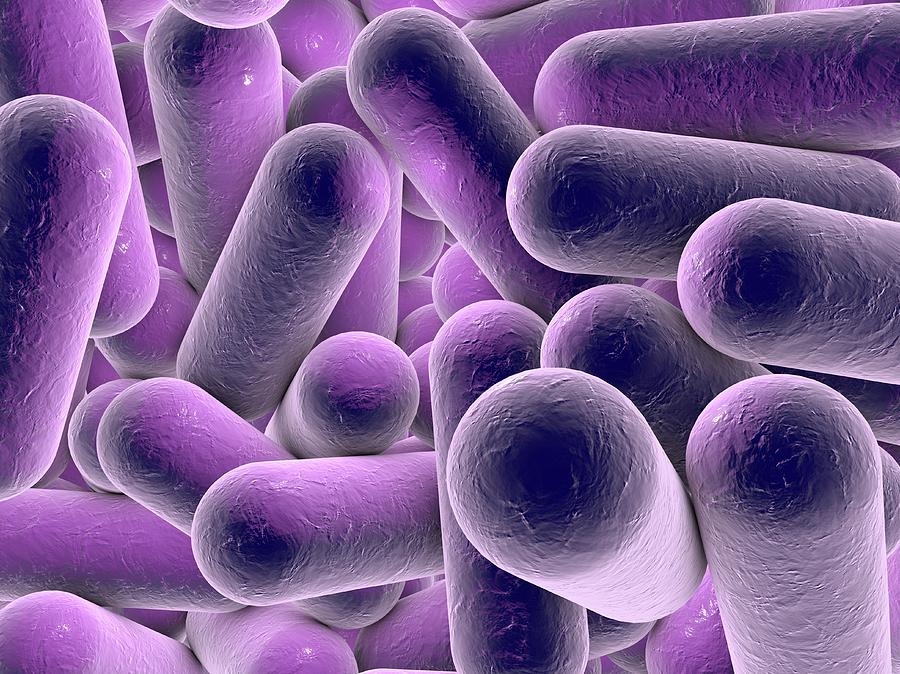 What Does Rod Shaped Bacteria Mean