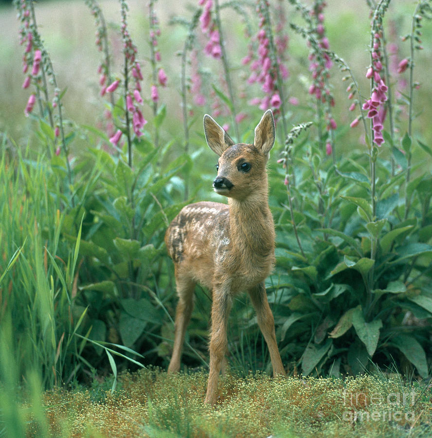 Deer Photograph - Roe Deer #10 by Hans Reinhard