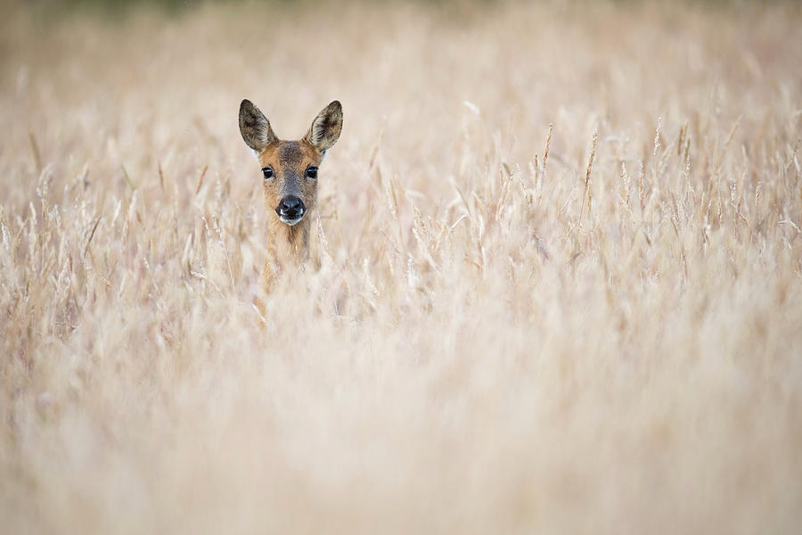 Roe Deer In Tall Grass Photograph by Dr P. Marazzi/science Photo ...