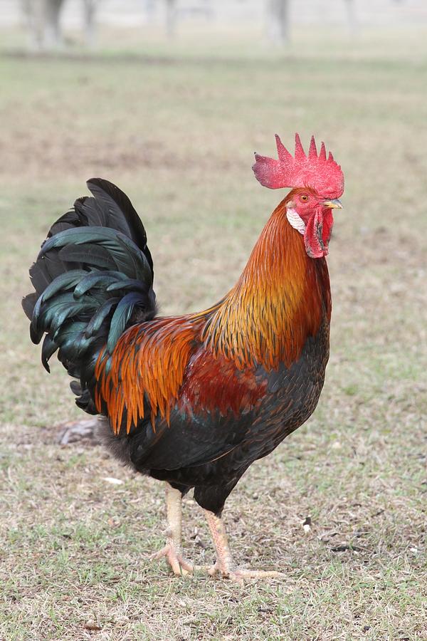 Rooster Photograph by Brad Fuller | Fine Art America