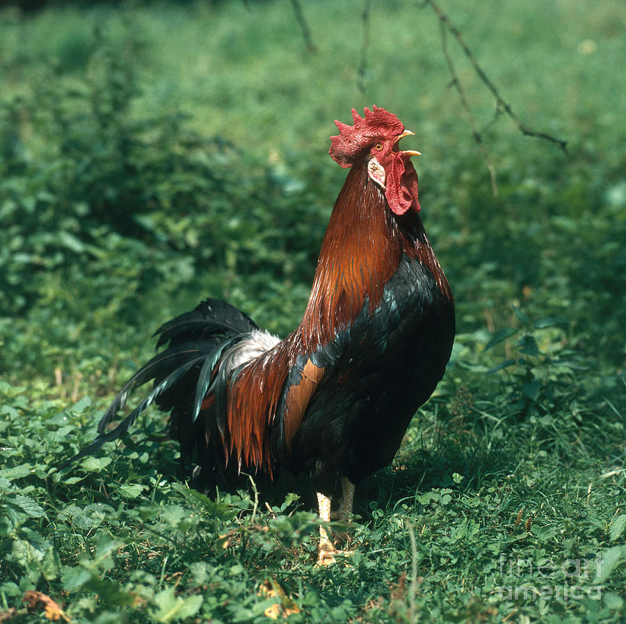 Rooster Crowing #2 Photograph by Hans Reinhard