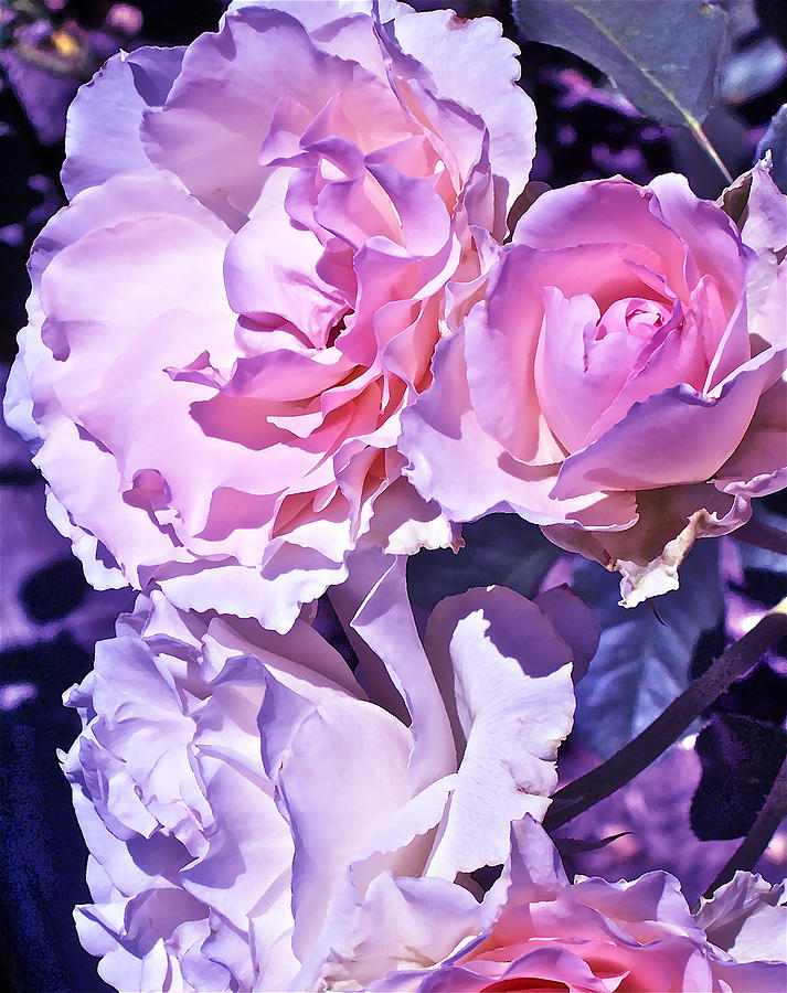 Flower Photograph - Rose 60 by Pamela Cooper