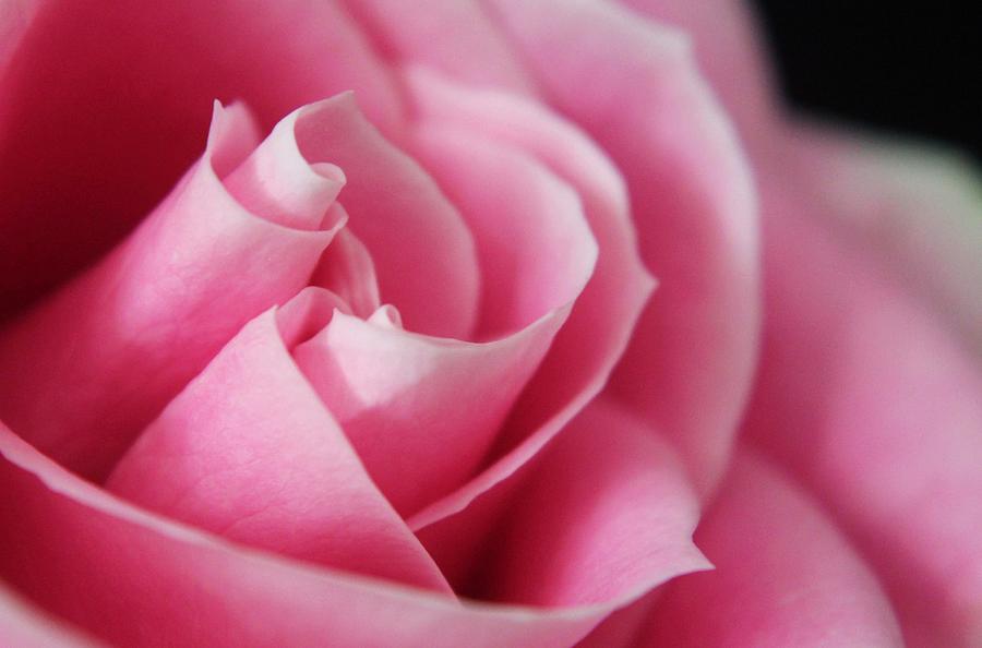 Flower Photograph - Rose Center 4 #2 by Carol Welsh