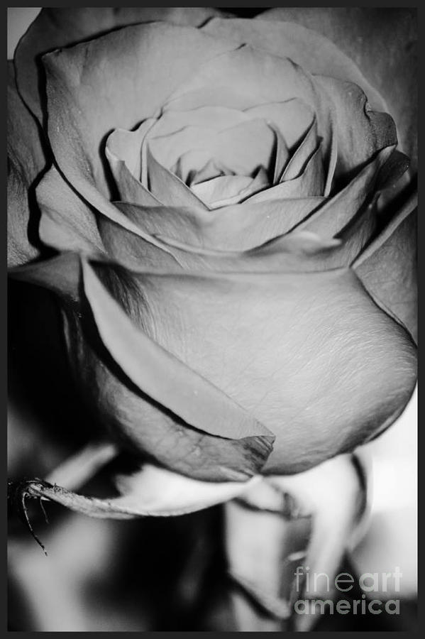 Rose Photograph by Deena Withycombe