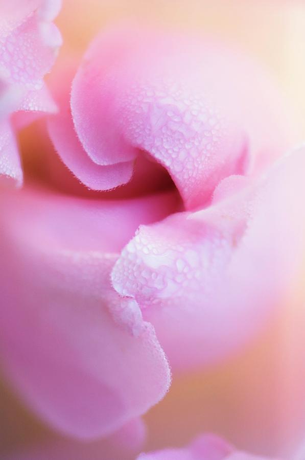 Rose Flower (rosa Sp.) #2 Photograph by Science Photo Library Rose Flower (rosa Sp.) #2 Photograph by Science Photo Library