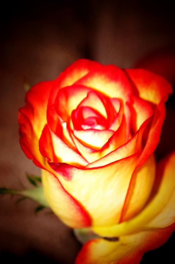 Rose #1 Photograph by Gerald Kloss