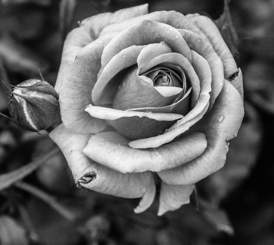 Rose #2 Photograph by Jane Luxton