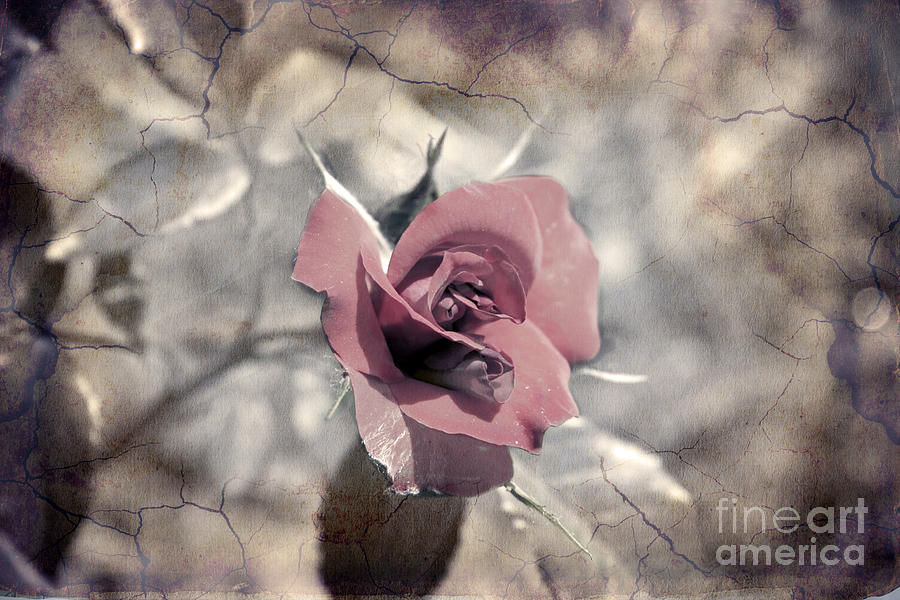 Rose Photograph By Lali Kacharava Fine Art America