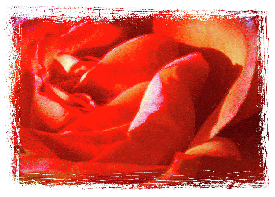 Rose #2 Digital Art by Lizi Beard-Ward