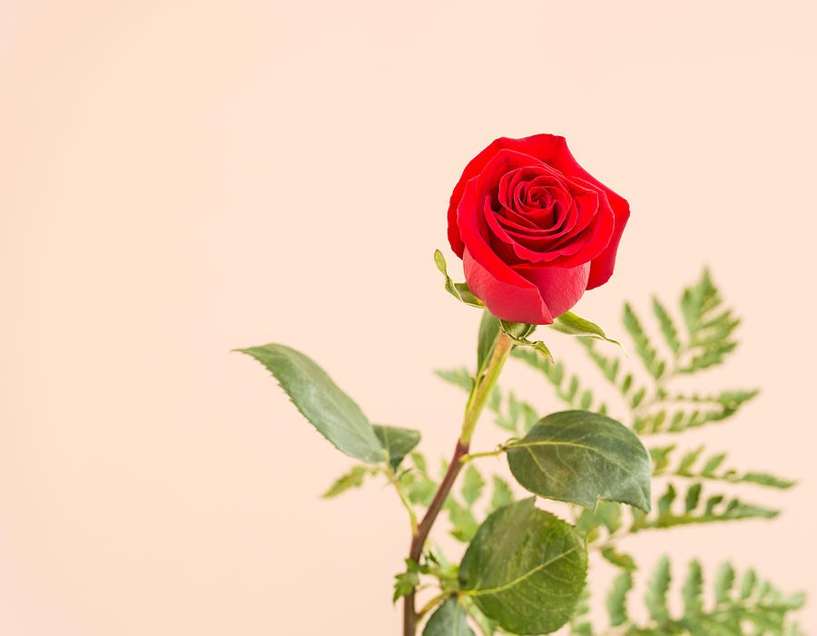 Rose #2 Photograph by Marek Poplawski