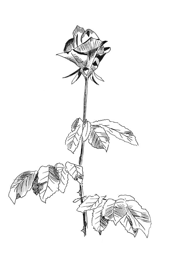 Flower Drawing - Rose by Masha Batkova