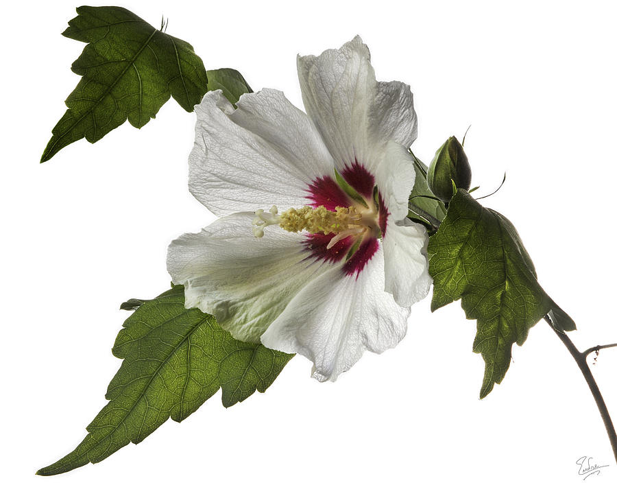 Rose Of Sharon #2 Photograph by Endre Balogh