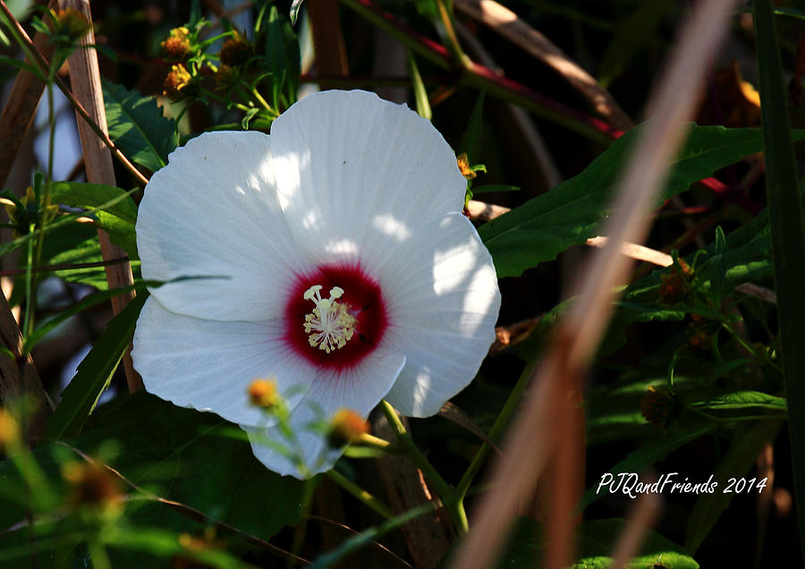 Rose of Sharon #2 Photograph by PJQandFriends Photography