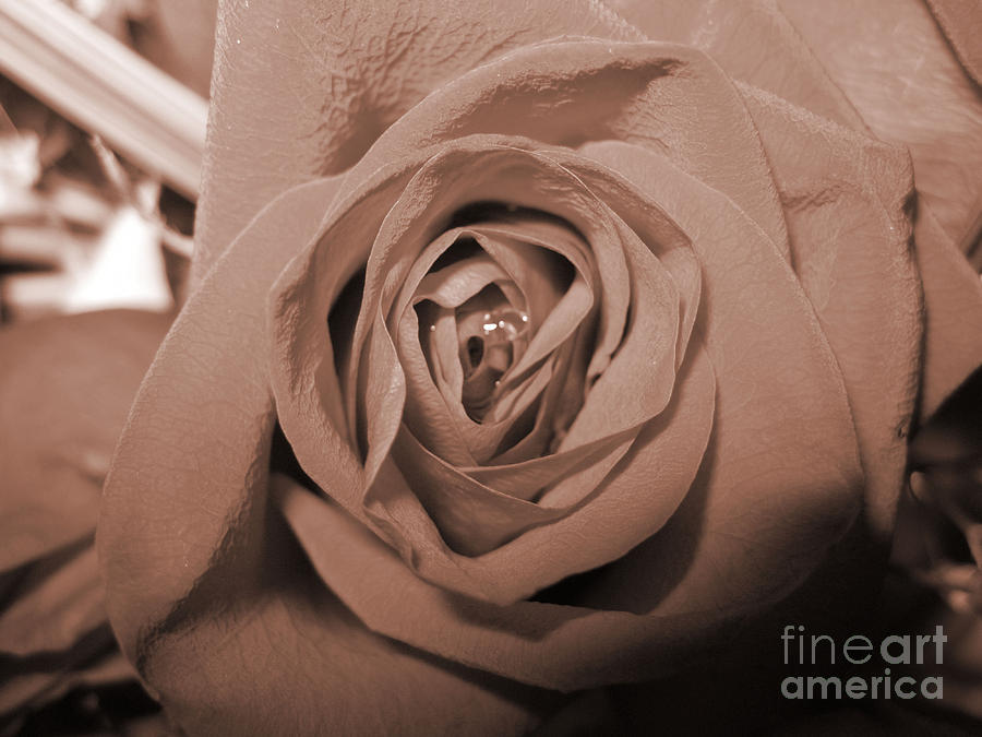 Rose #1 Photograph by Oksana Semenchenko