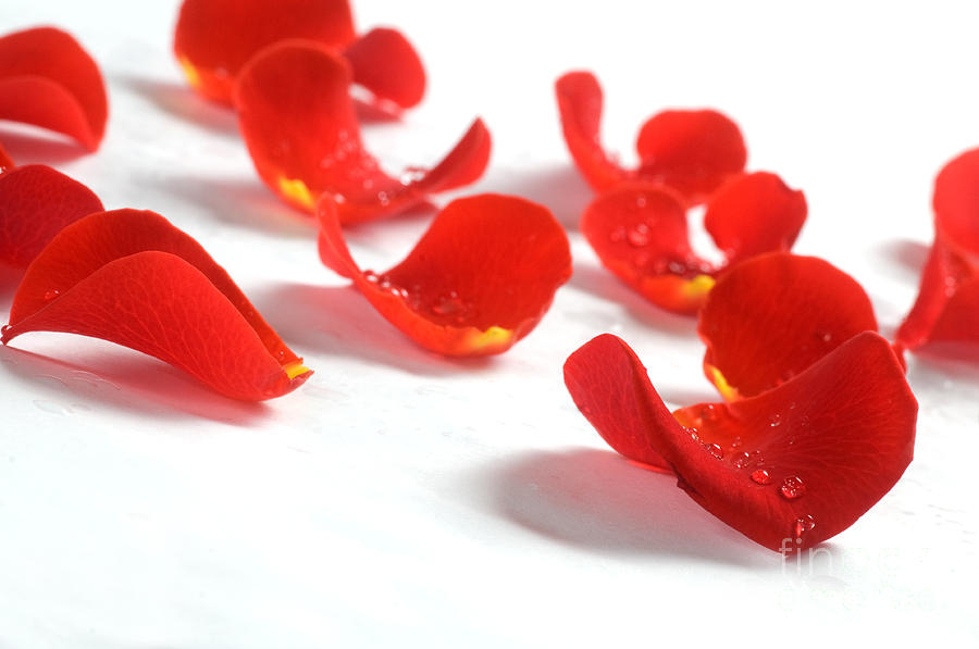 Rose petals on white background #2 Photograph by Michal Bednarek