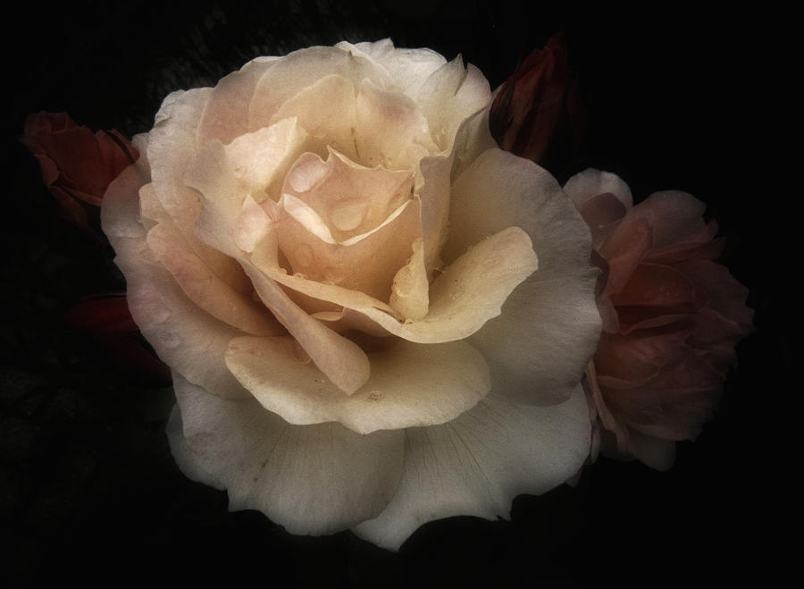 Rose Romantica #2 Photograph by Richard Cummings