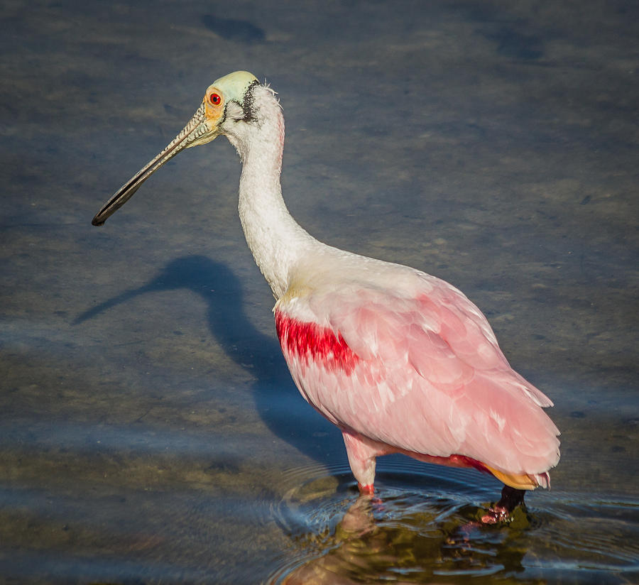 Roseate Spoonbill #2 Photograph by Jane Luxton