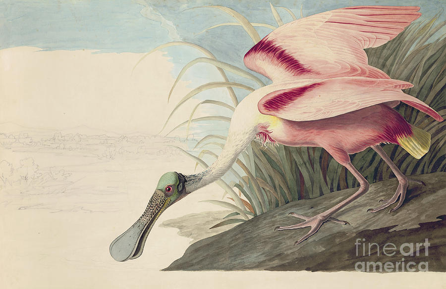 Roseate Spoonbill  #2 Drawing by Celestial Images
