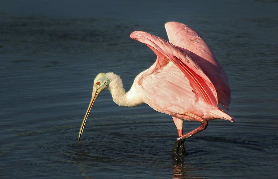 Roseate Spoonbill Photograph by Paulette Thomas - Fine Art America