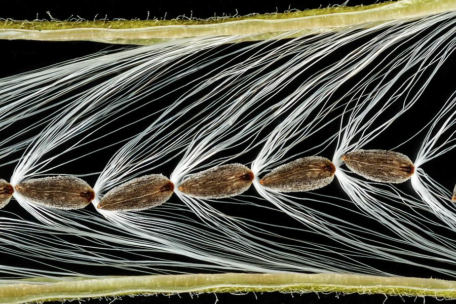 Nature Photograph - Rosebay Willowherb Seeds #2 by Gerd Guenther/science Photo Library