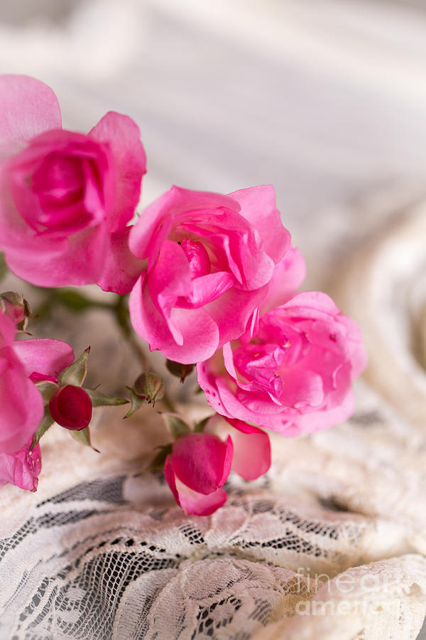 Roses And Lace Photograph