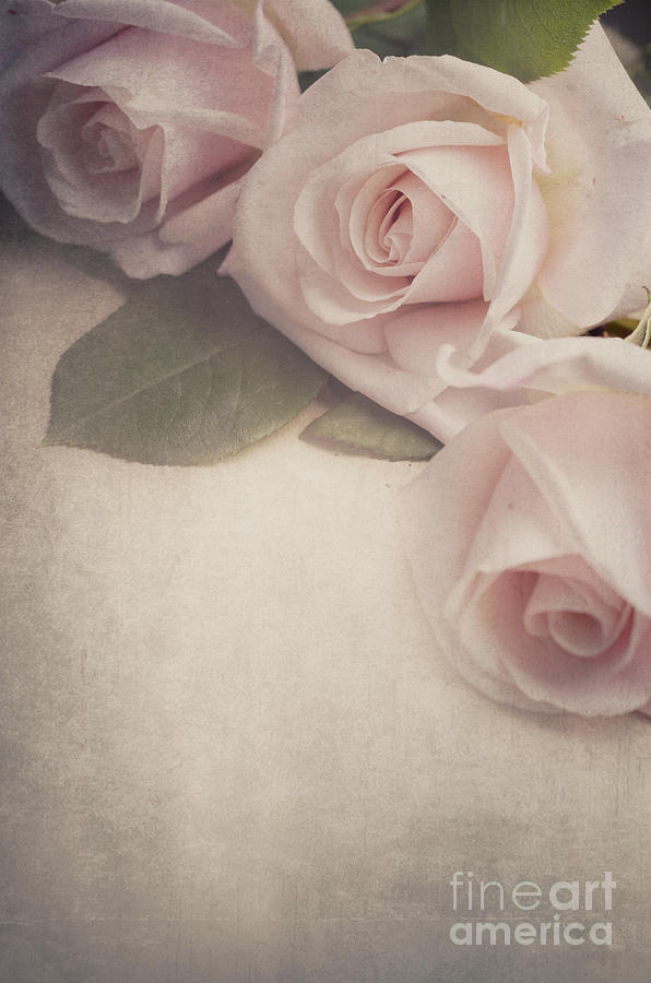 Roses on vintage background Photograph by Jelena Jovanovic