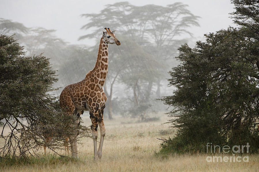 Rothschilds Giraffe Photograph by John Shaw