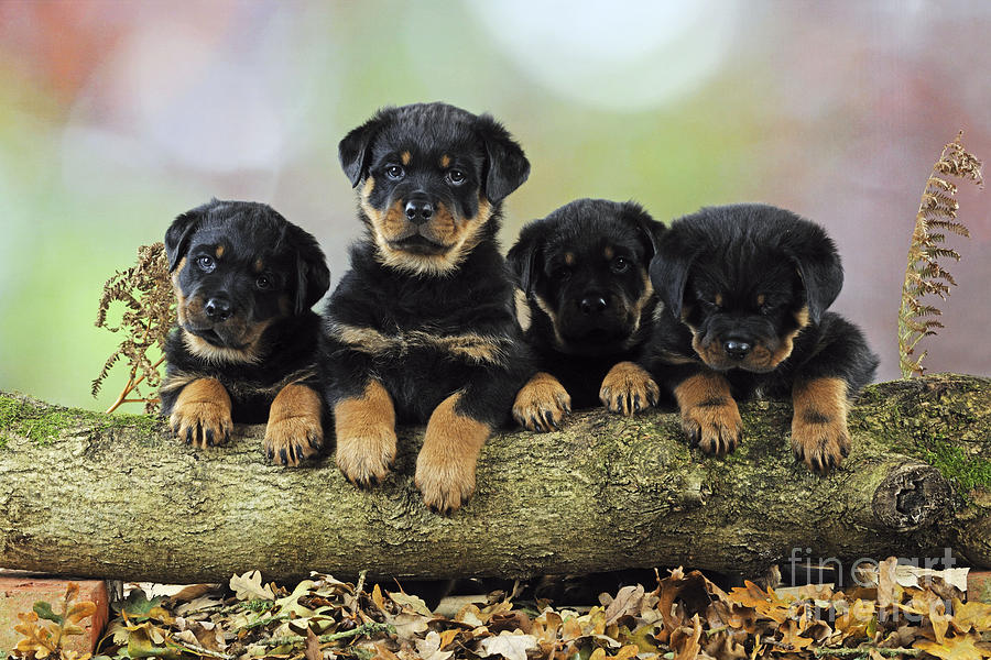 Dog Photograph - Rottweiler Puppy Dogs #2 by John Daniels