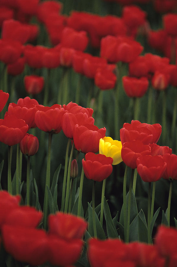 Rows of red tulips with one yellow tulip #2 Photograph by Jim Corwin