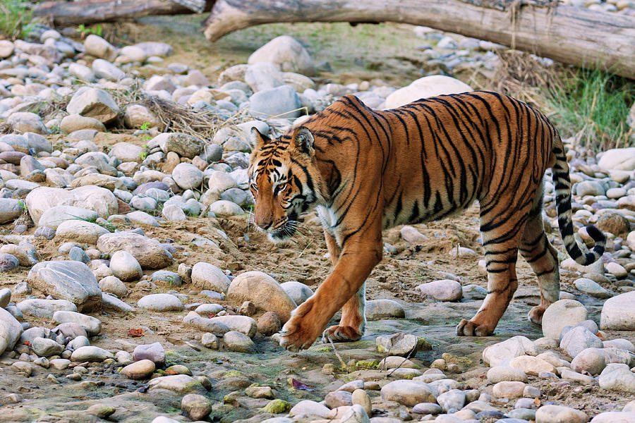 Royal Bengal Tiger (male by Jagdeep Rajput