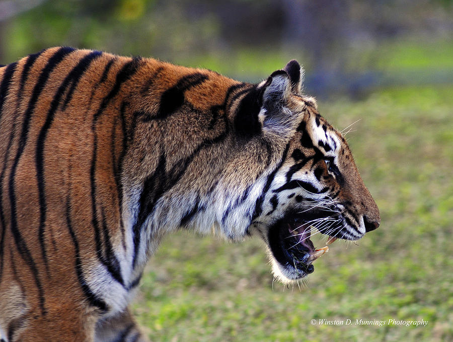 Royal Bengal Tiger #2 Photograph by Winston D Munnings