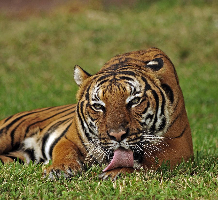 Royal Bengal Tiger #8 Photograph by Winston D Munnings