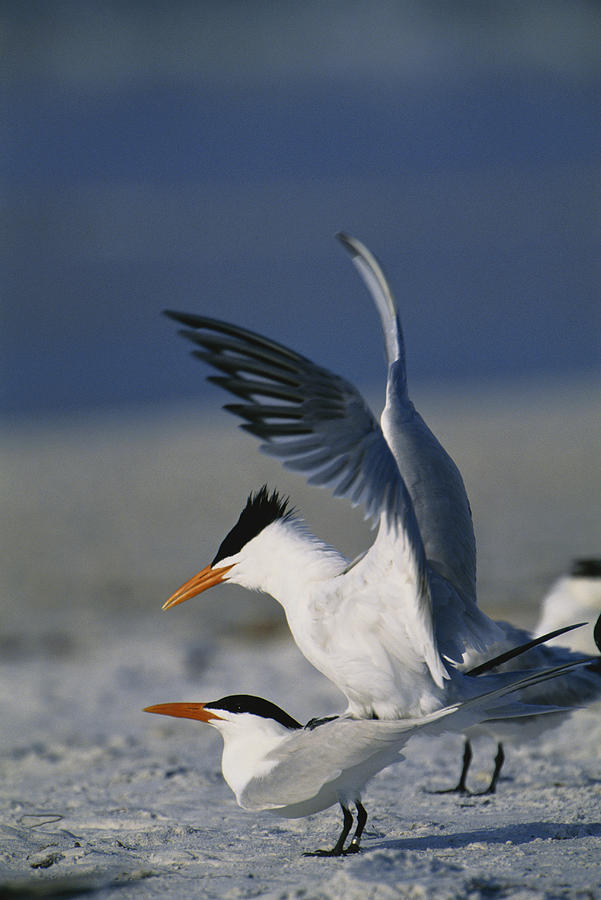 Royal Terns #2 Photograph by Paul J. Fusco