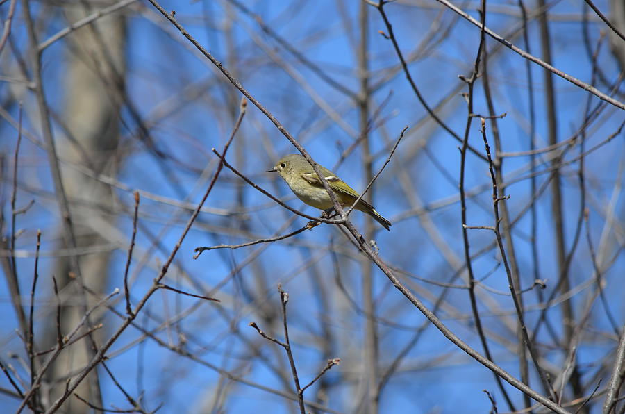 Ruby-crowned Kinglet #2 Photograph by James Petersen