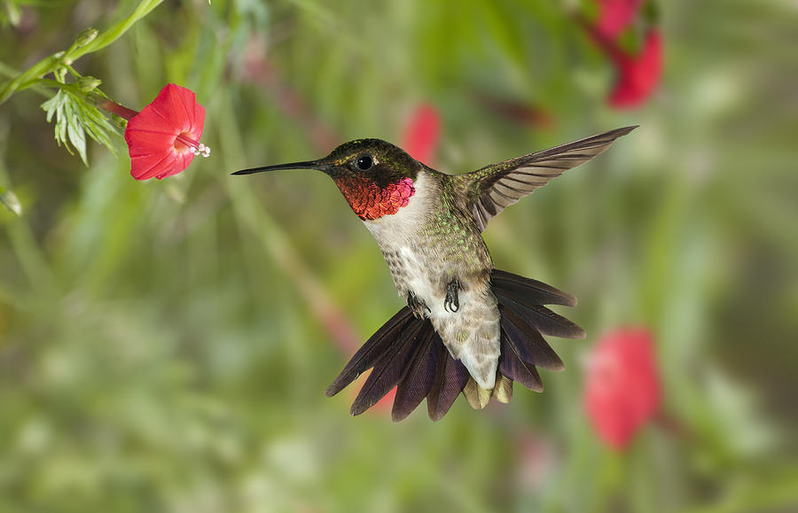 St Martinville Photograph - Ruby-Throat Hummingbird #2 by Gregory Scott