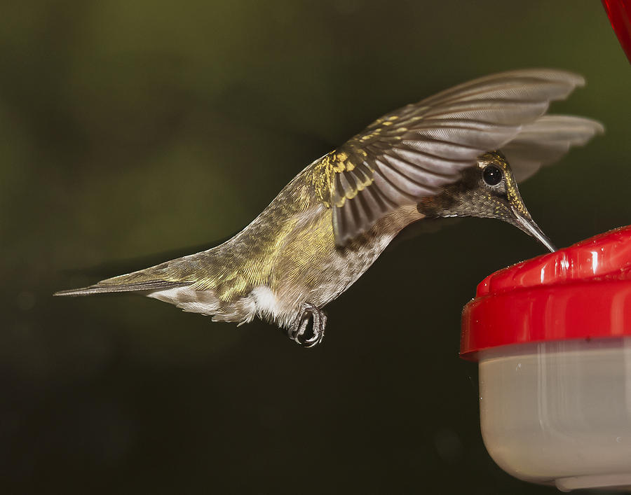 Ruby-Throat Hummingbird #2 Photograph by Robert L Jackson
