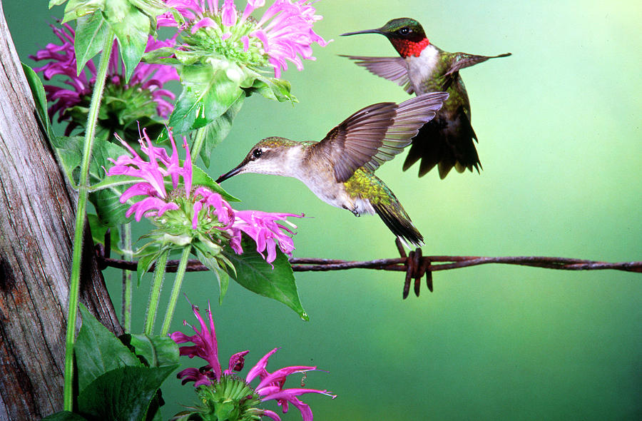 Hummingbird Photograph - Ruby-throated Hummingbird (archilochus #2 by Richard and Susan Day