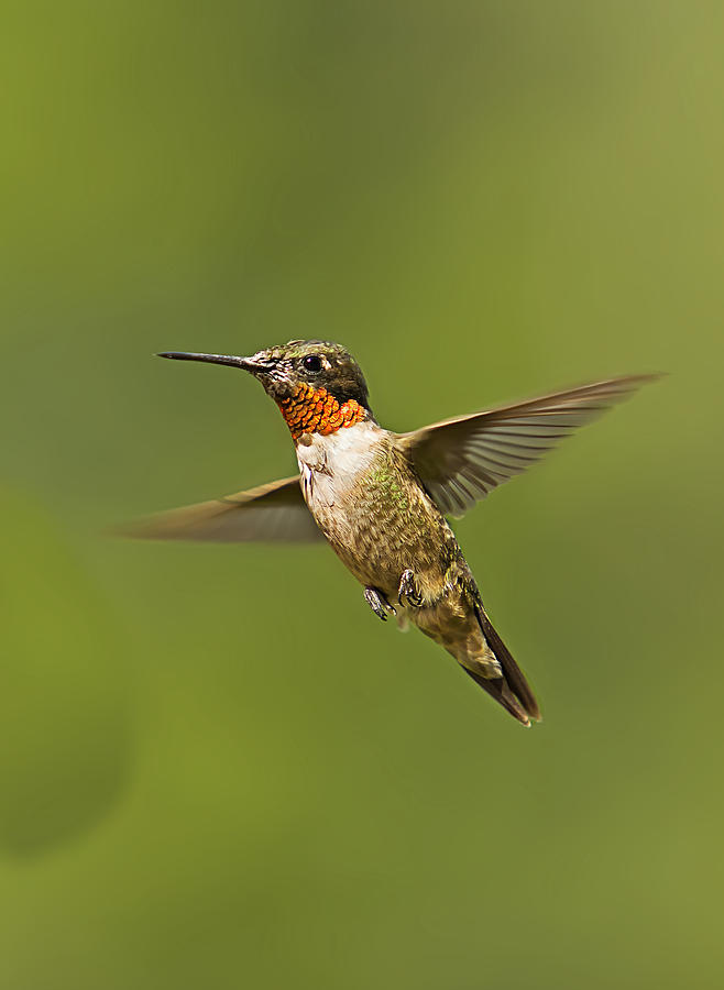 Ruby Throated Hummingbird in Flight #2 Photograph by John Vose
