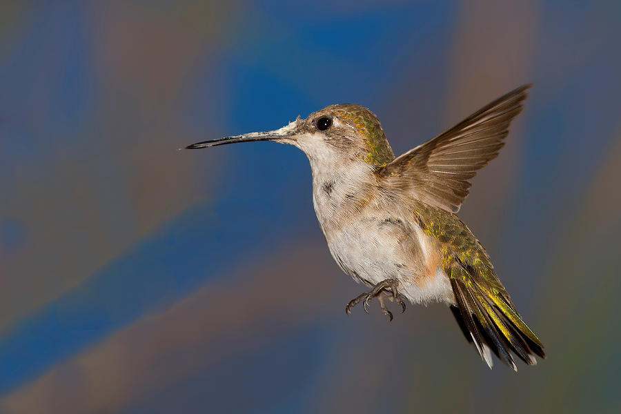 Hummingbird Photograph - Ruby Throated Hummingbird #2 by John Absher