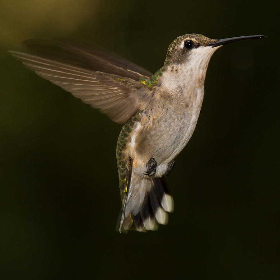 Ruby Throated Hummingbird #2 Photograph by Robert L Jackson