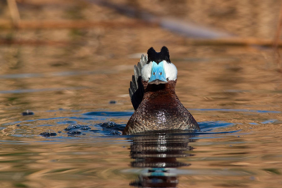 Duck Photograph - Ruddy Duck Drake #2 by Craig K. Lorenz