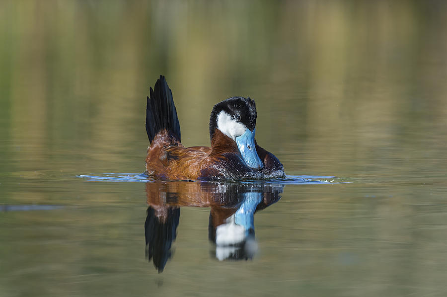 Ruddy Duck In Small Marsh Pond #2 Photograph by John Shaw