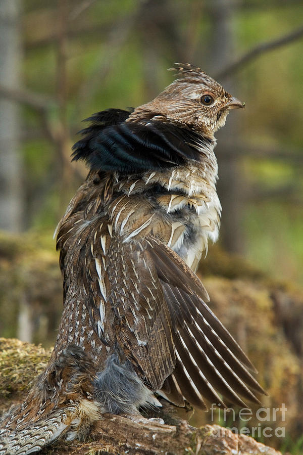 Ruffed Grouse Courtship Display #2 Photograph by Linda Freshwaters Arndt