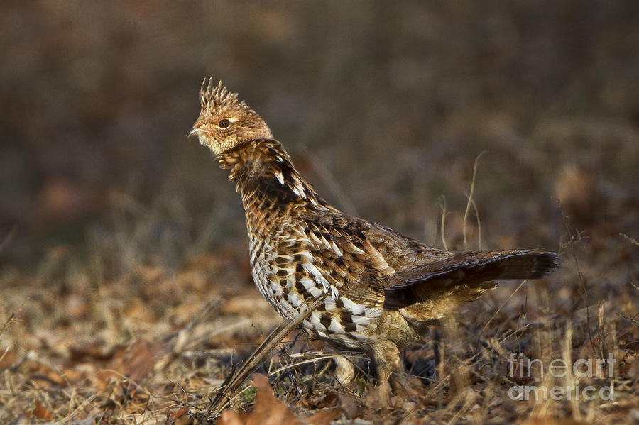 Ruffed Grouse Photograph by Ronald Lutz